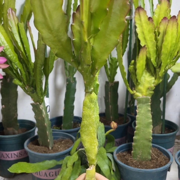 当前无花栽培后可以开花357位瑕疵