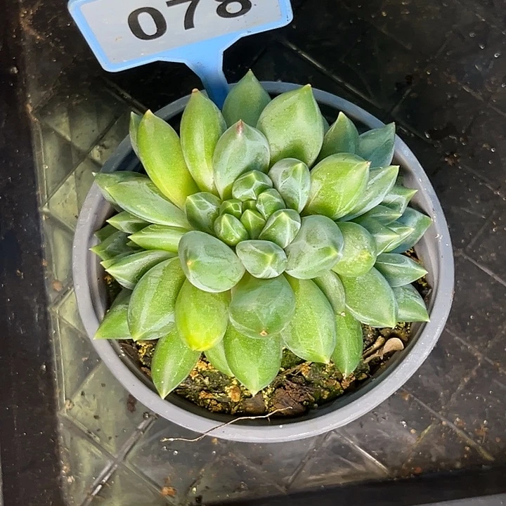 多肉植物彩胖体重楼078