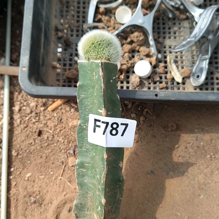 我**然九尾缀化2个787