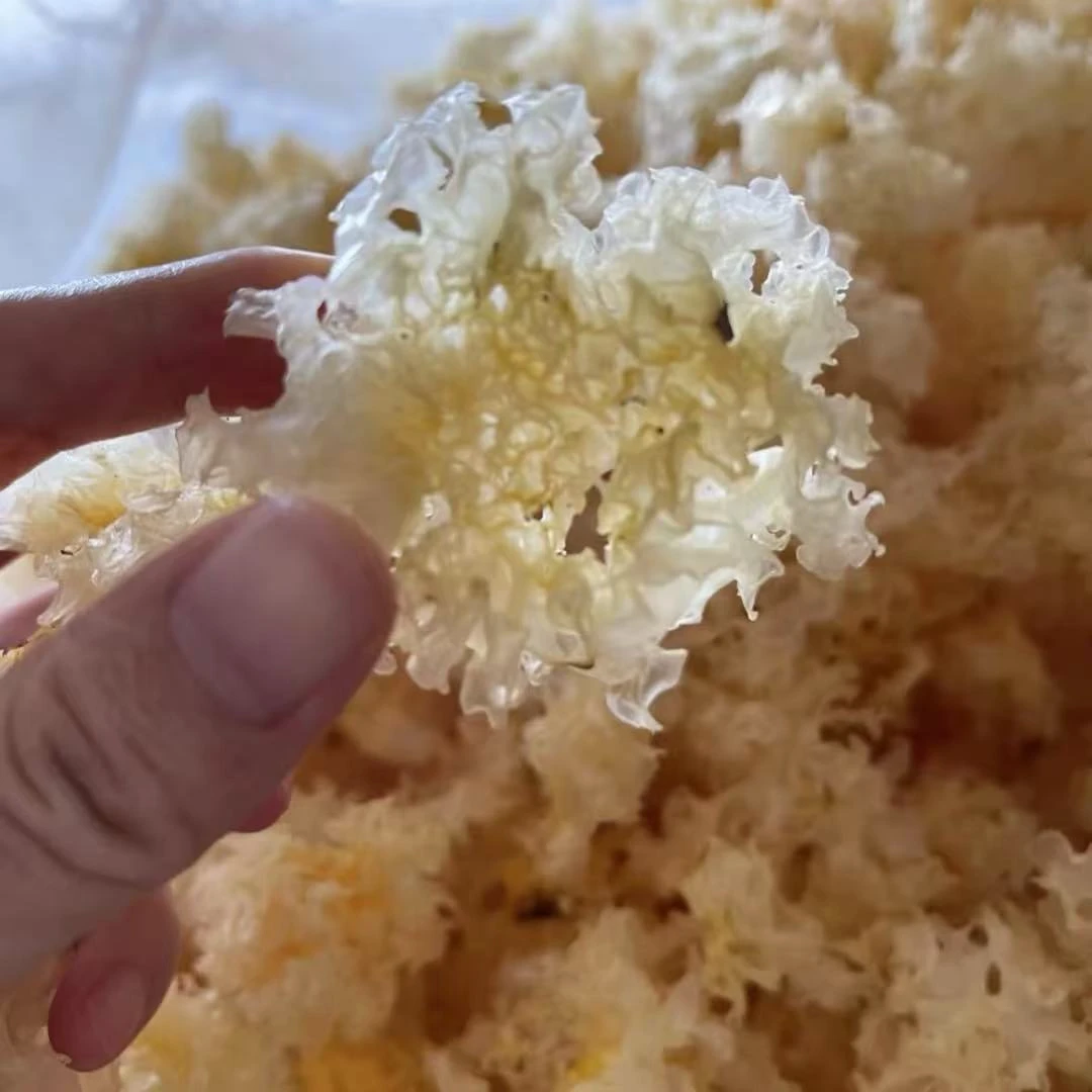 椴木小银耳软糯出胶古田银耳白木耳莲子羹食材