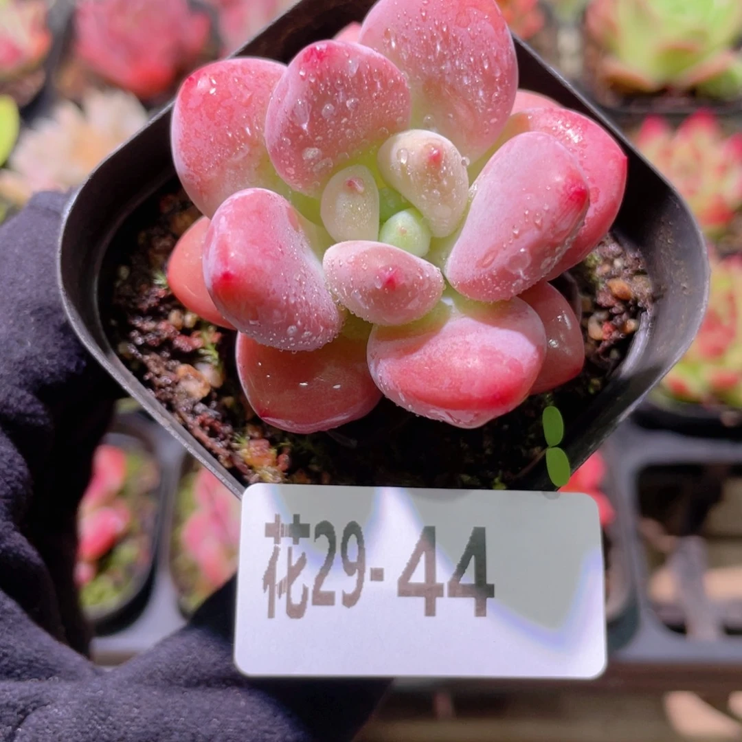 花利美29-44洛神单头