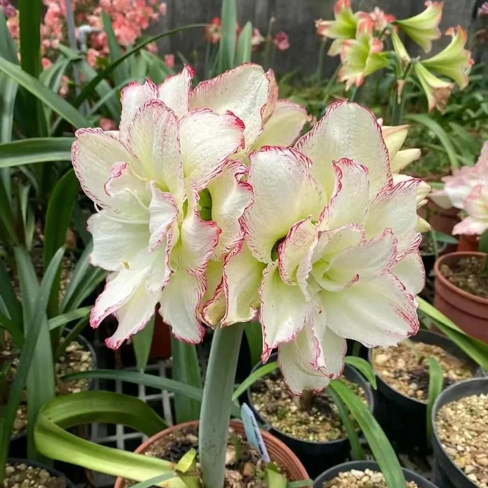 台朱【另类女孩】包对版自然球多年生基地直发送肥料