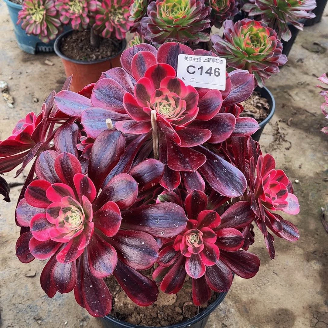 多肉146美杜莎多肉