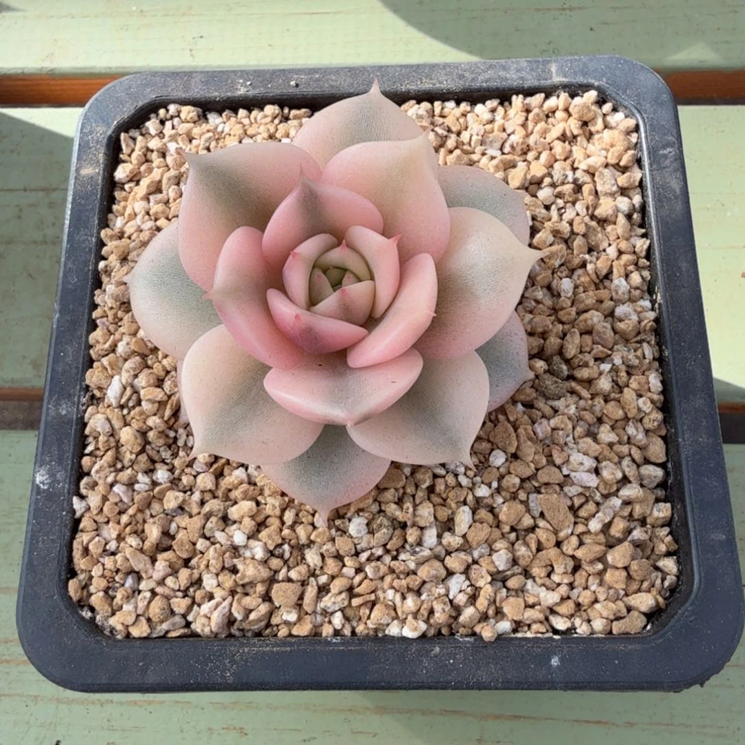 贝加尔湖锦上园艺一物一拍