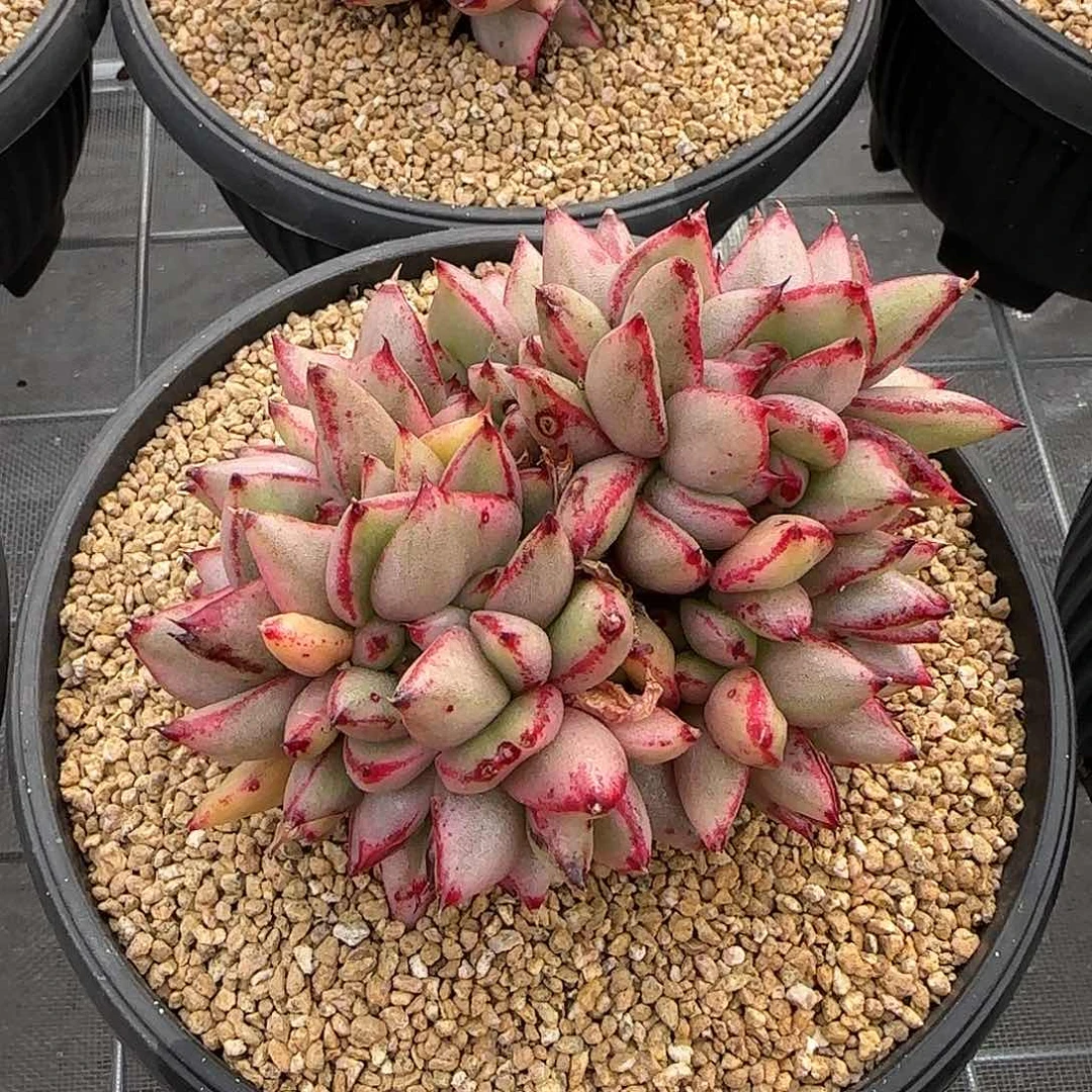 从前慢甄选多肉编号玛丽亚锦缀