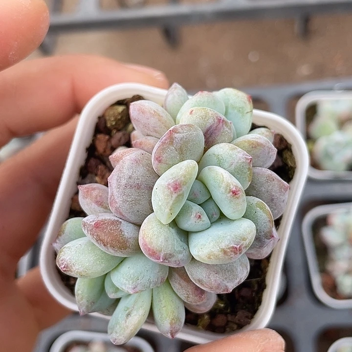 一物一拍满18包邮