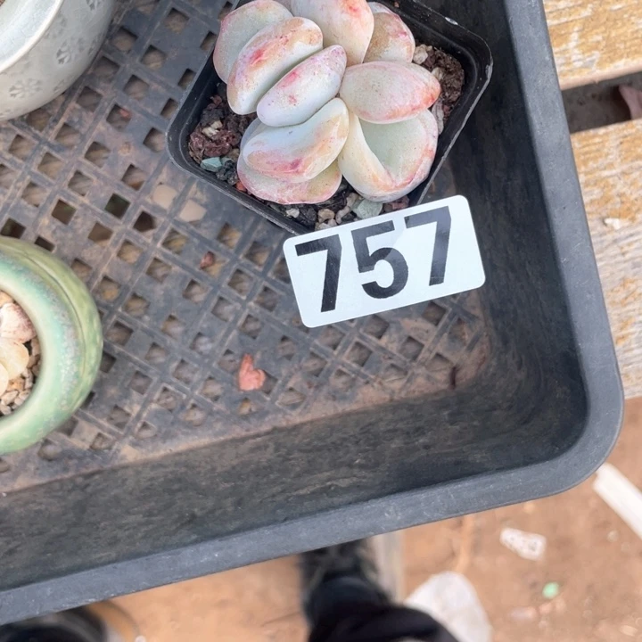 6*8多肉植物一物一拍