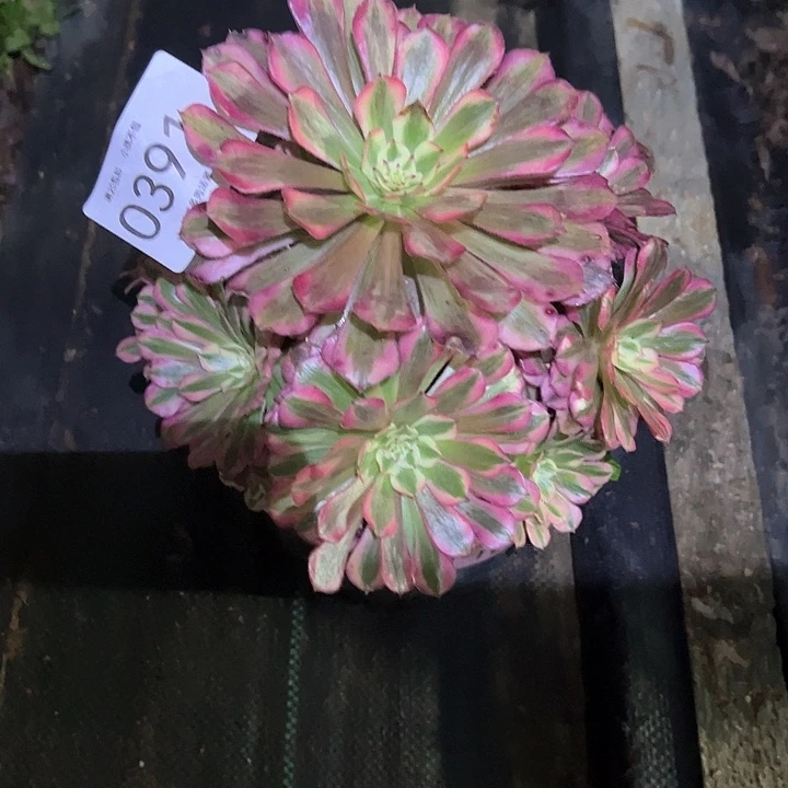 0391红铜白多肉植物