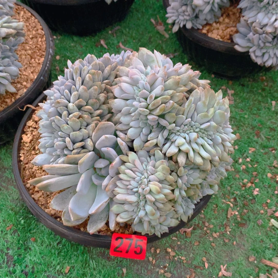 275橙子1111111111