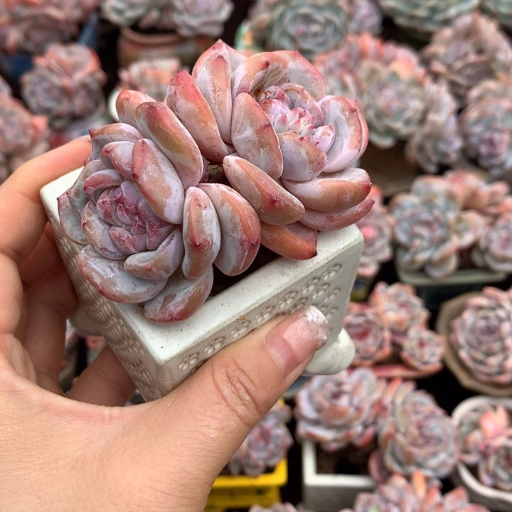 无花朵哈哈哈哈哈哈哈