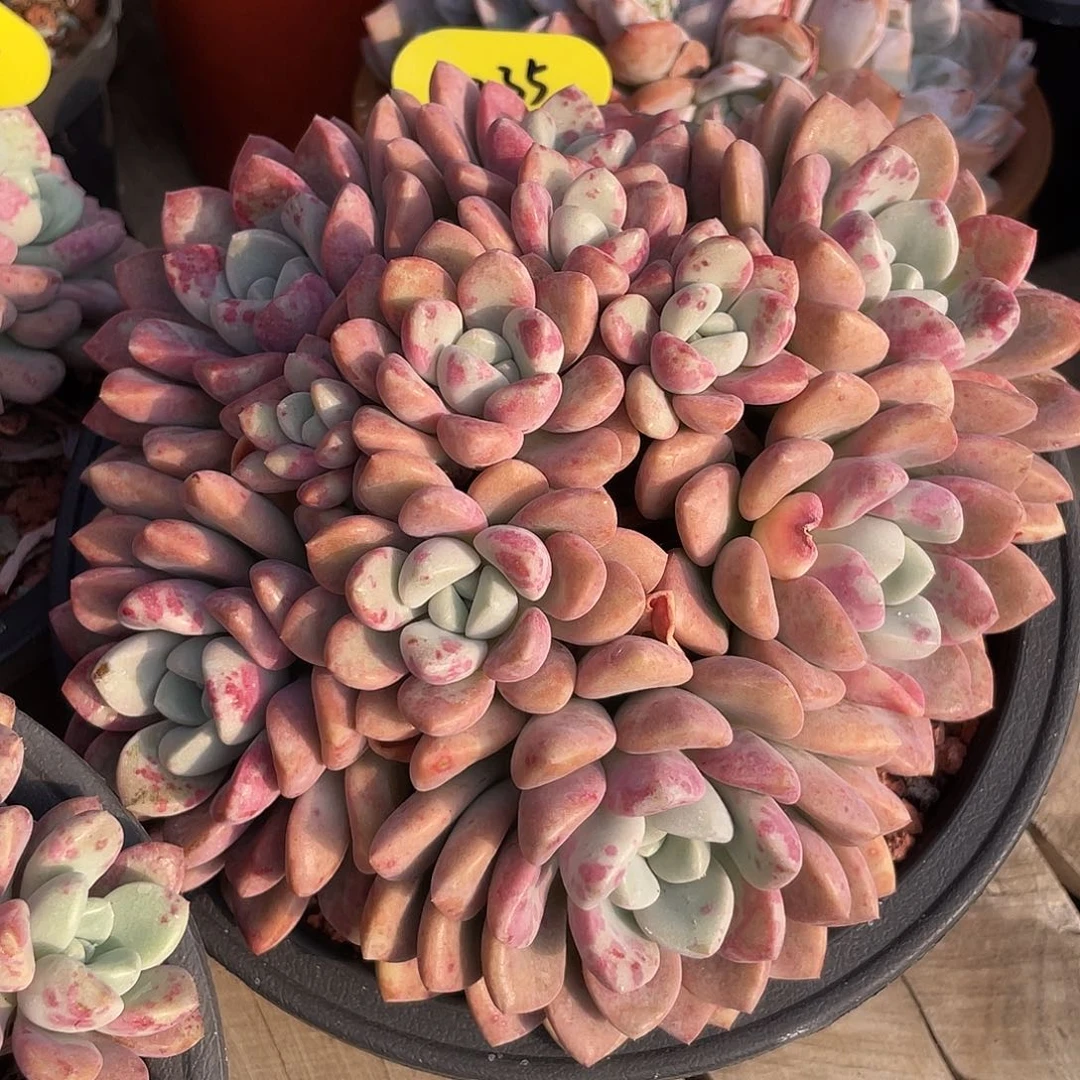 花斑鹿群生多肉植物235