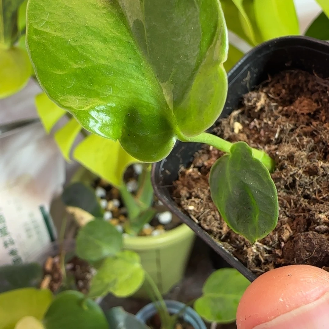 C***o完全开放龟背竹种子苗