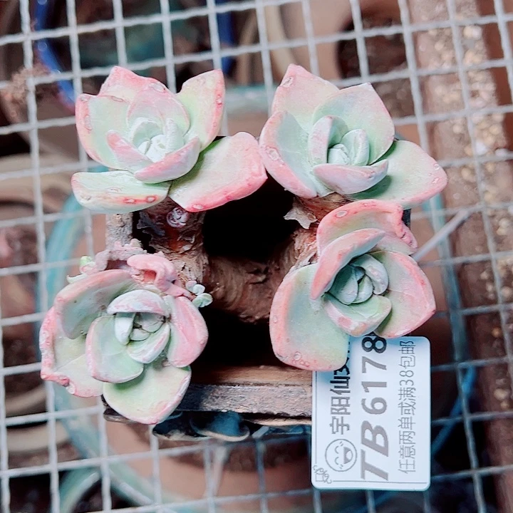6178泡芙仙女杯多肉