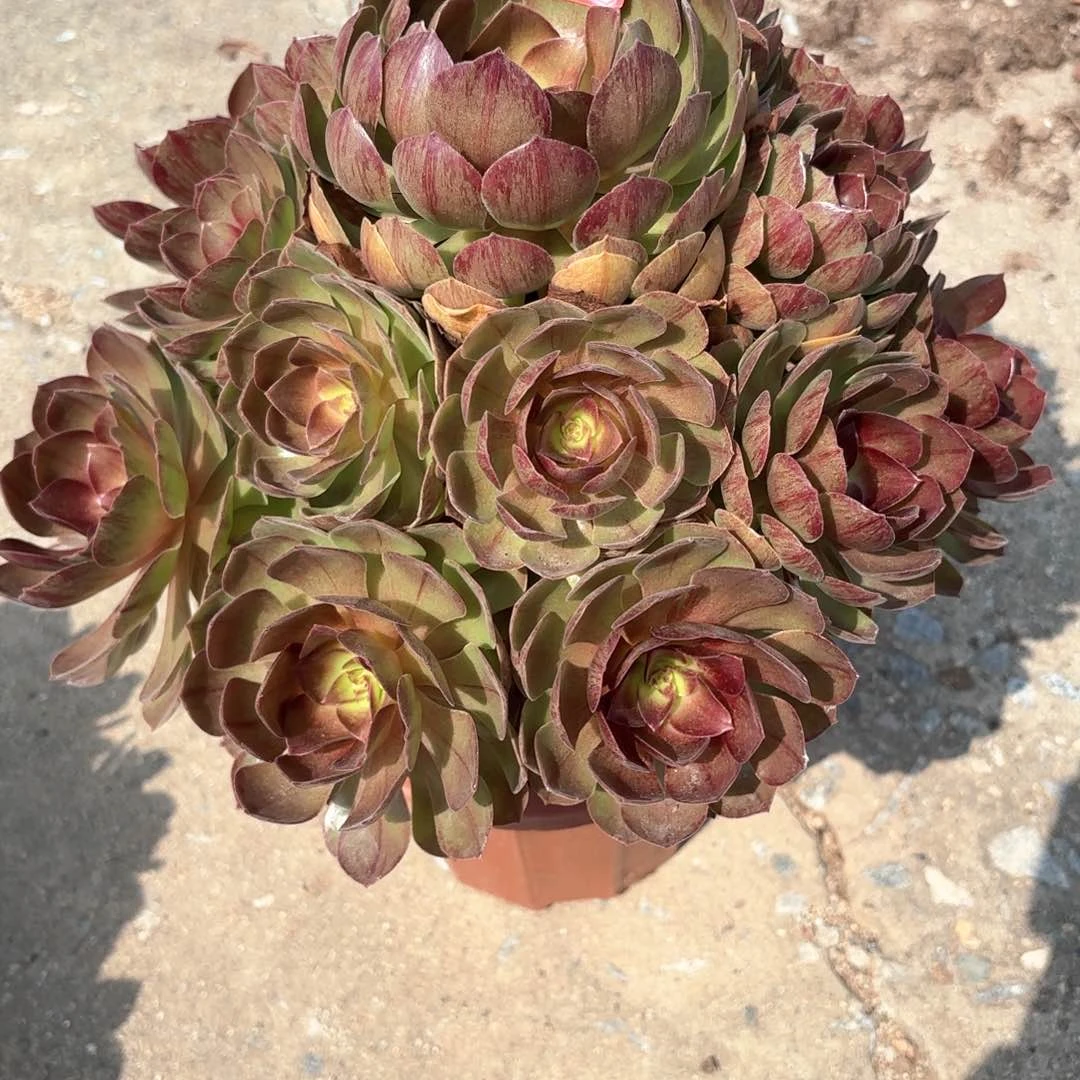 无花朵63黑膜多肉植物