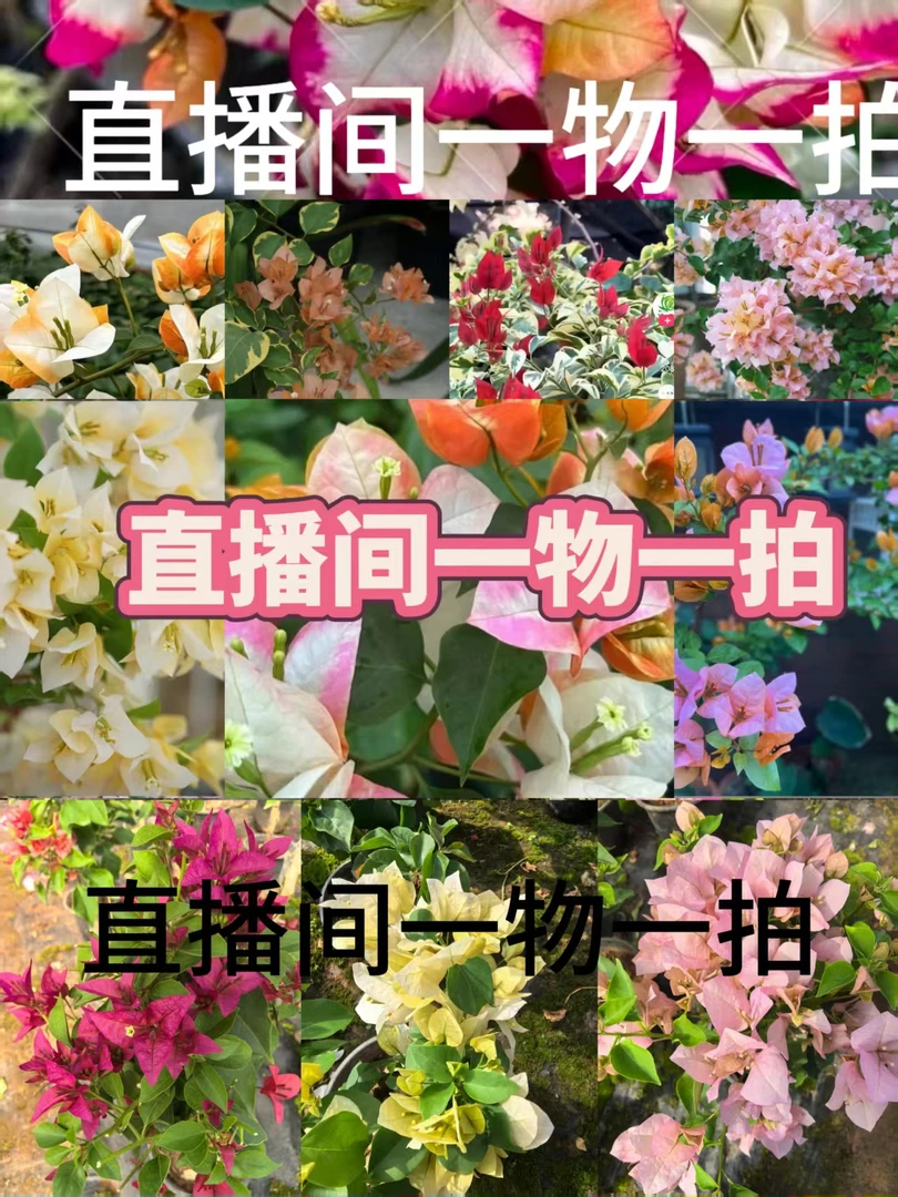 彩色三角梅 一物一拍
