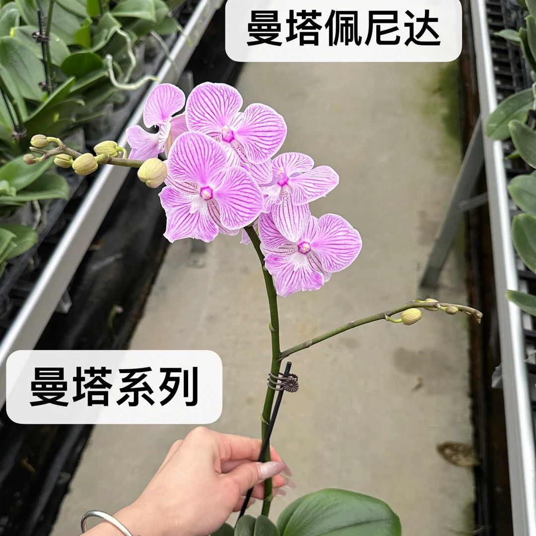 【曼塔佩尼达】3寸杯 欧品蝴蝶兰精致花卉