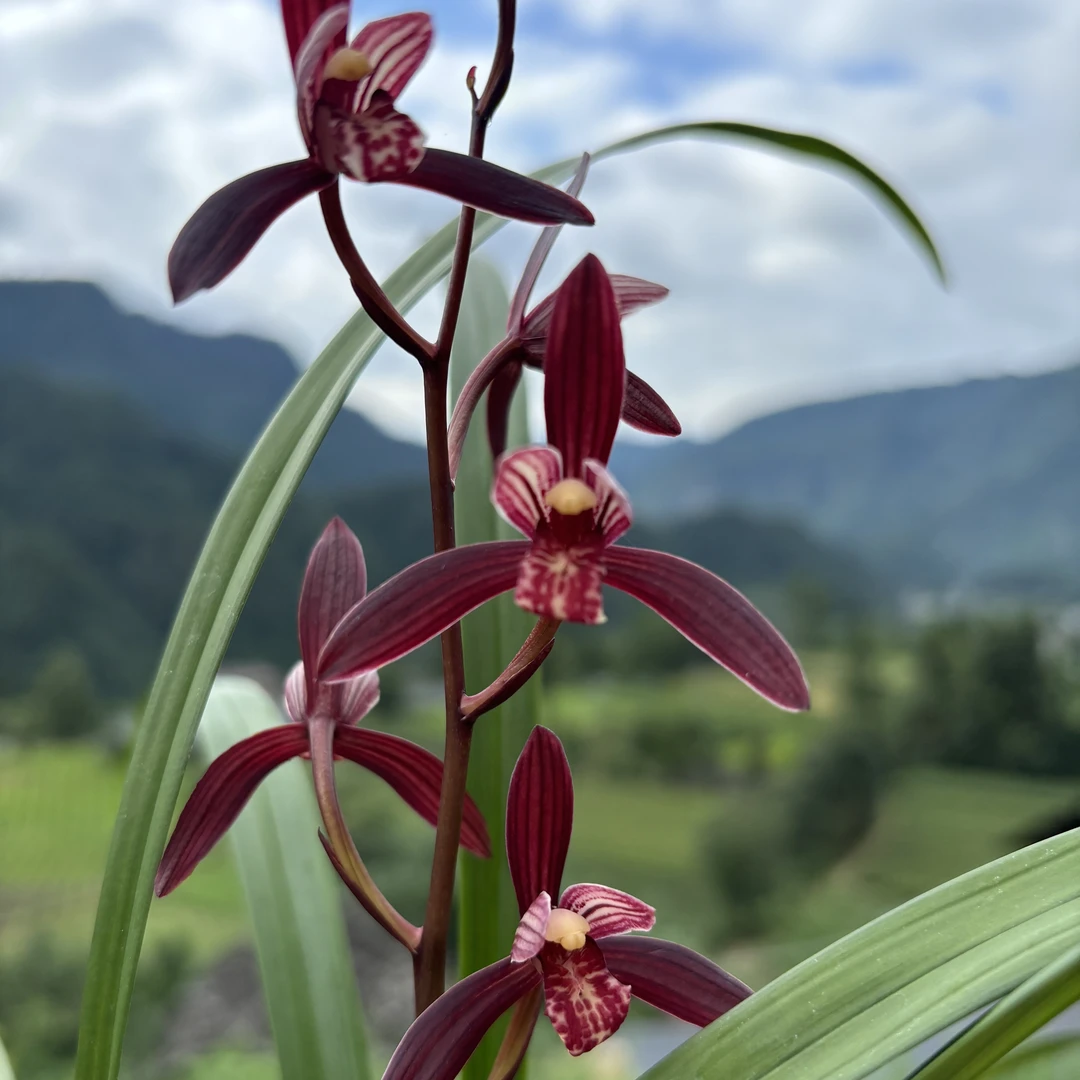 建兰开品参考图，自然养植兰不完美，直播间看好下单（不退换可保活）