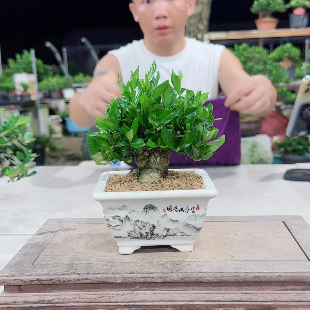 当前无花朵，栽培后可花朵胡*