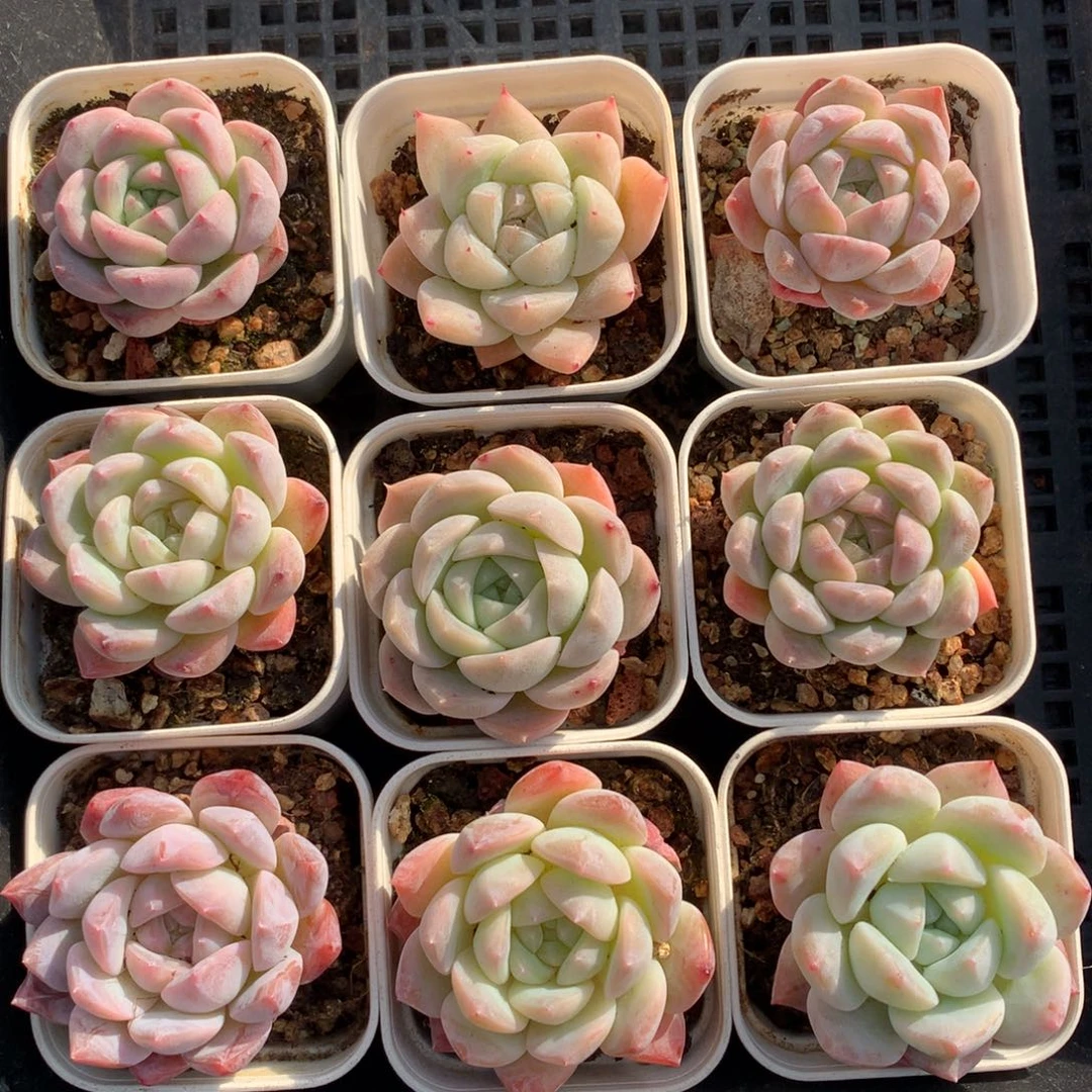 1209-04 套餐一组