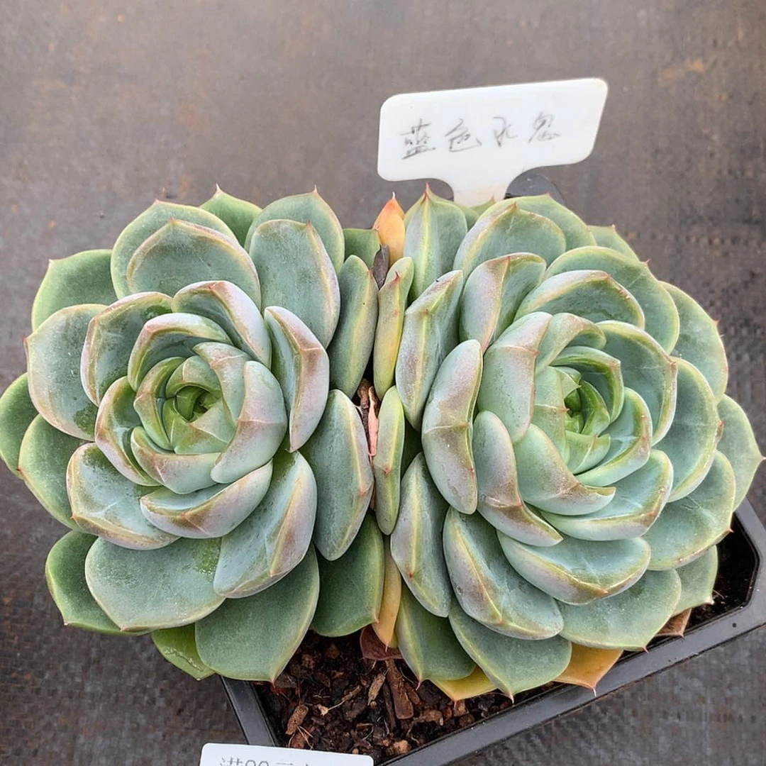 【闪购商品】云265号
