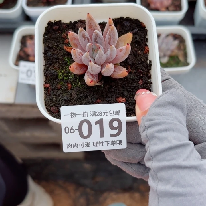 魔爪多肉植物多肉植物多肉