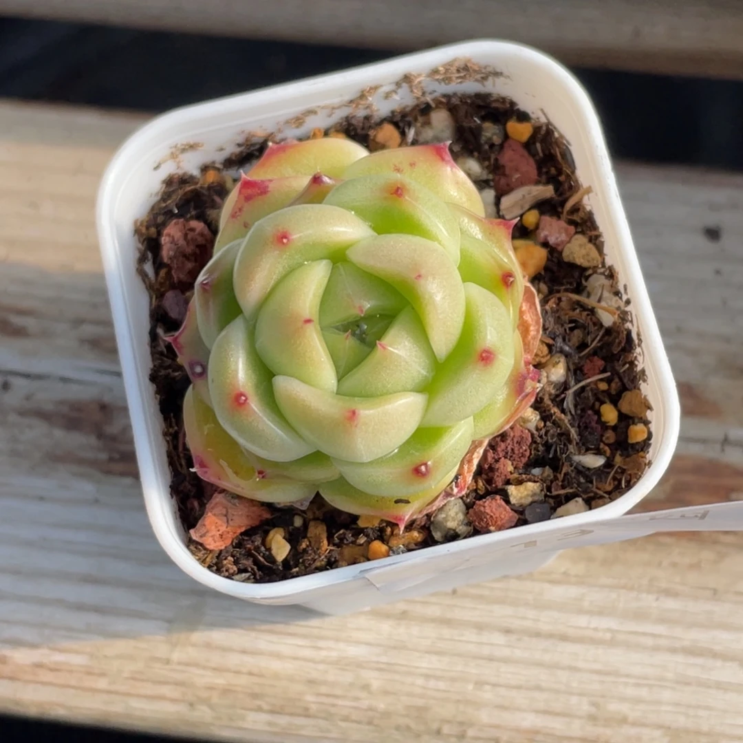 136号糖心冰心珍妮