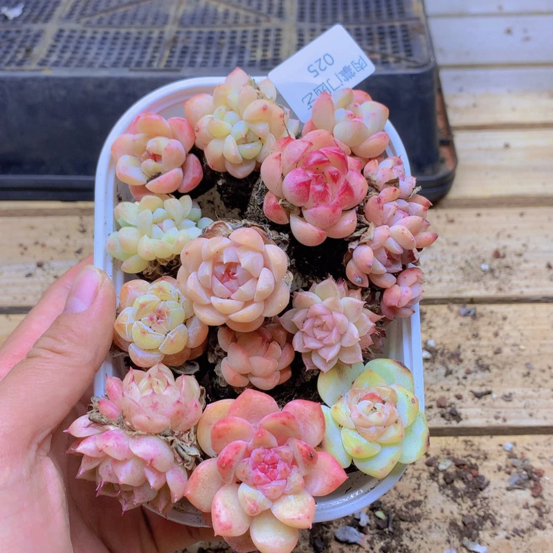 我要去看你了啊025