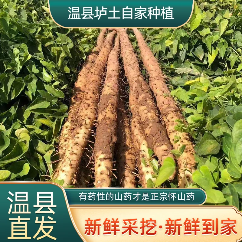 凡奶奶专属焦作正宗垆土温县新鲜铁棍山药怀山药香甜粉糯河南滋补