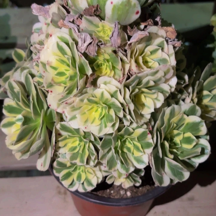 136迈巴赫多肉植物不售后