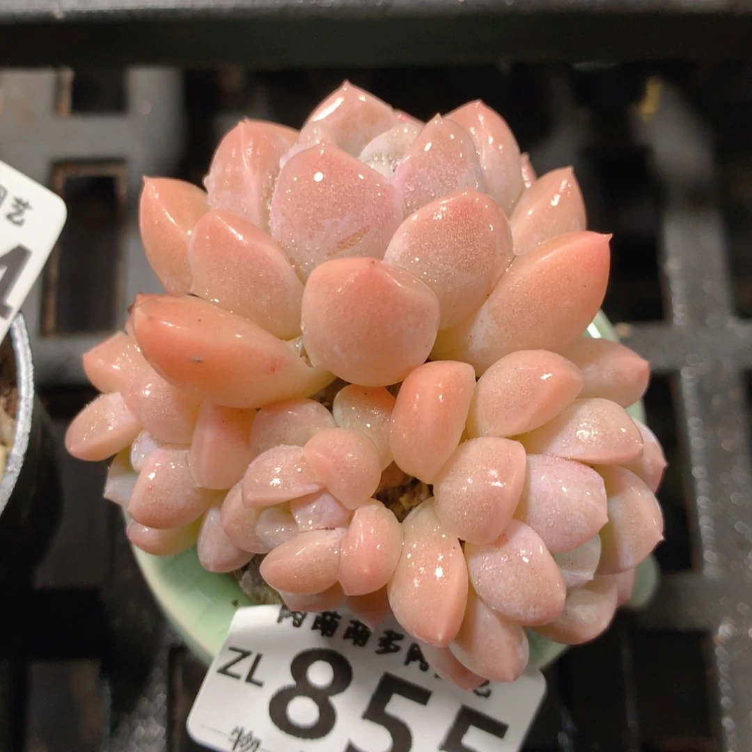 5CM拇指盆精控多肉ZL855