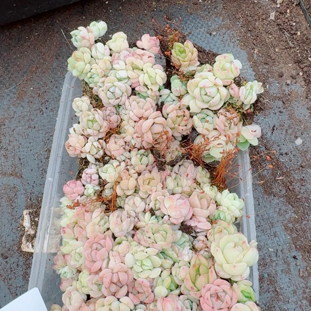 糖心切糕一份量拍10-22