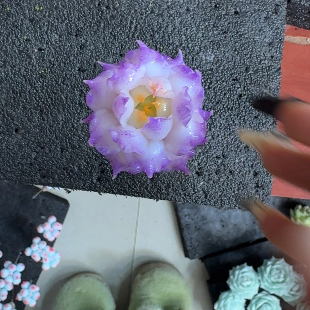 树脂制品6号噢噢噢噢