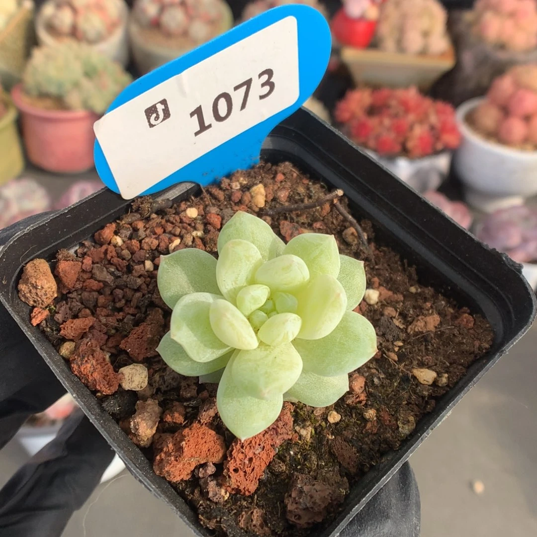 1073 冰玉石化多肉