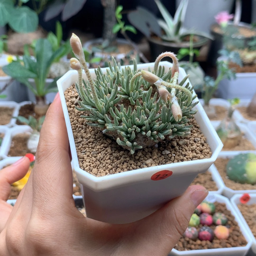 忧***花白花韧锦母本带盆