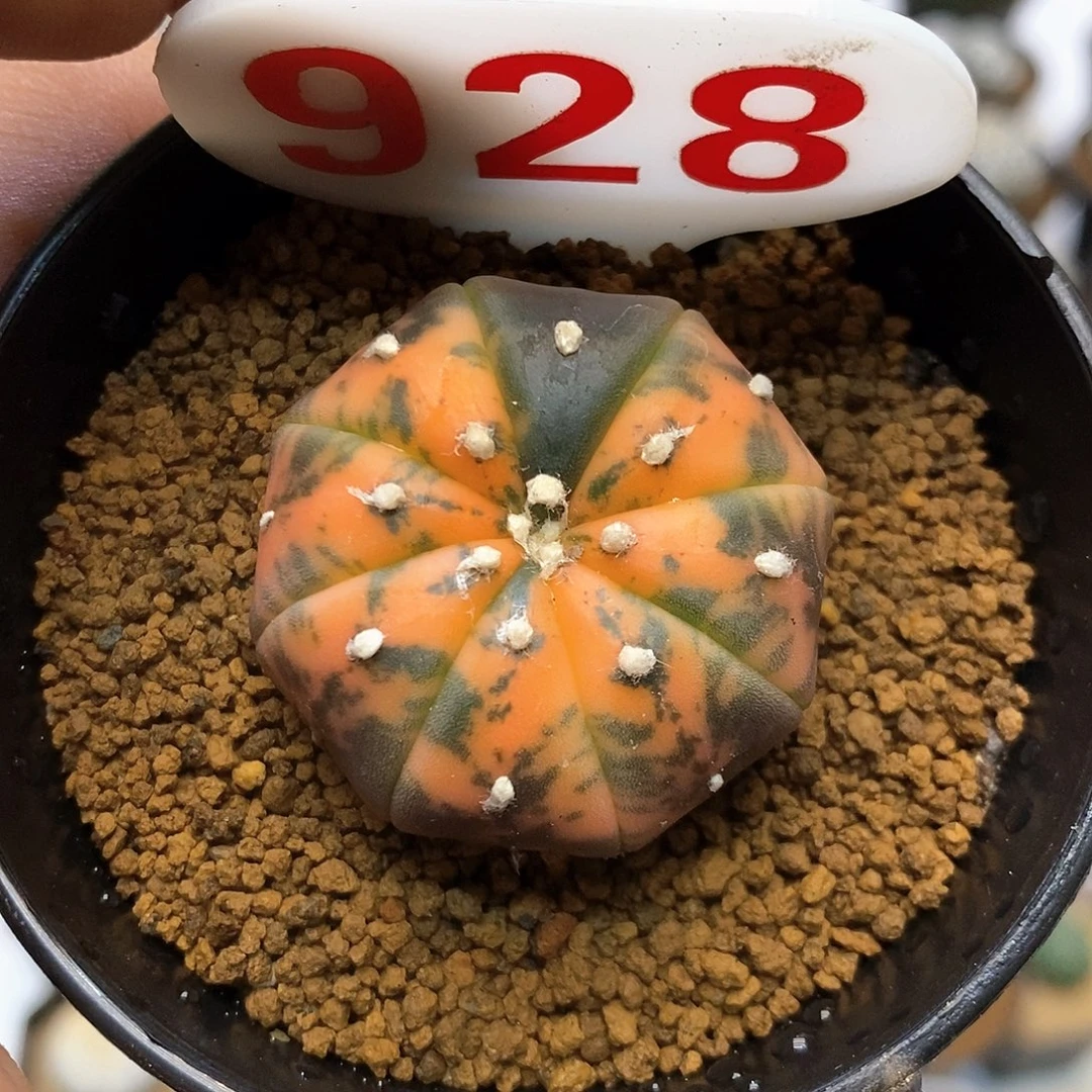 928福利特价来了哦亲签