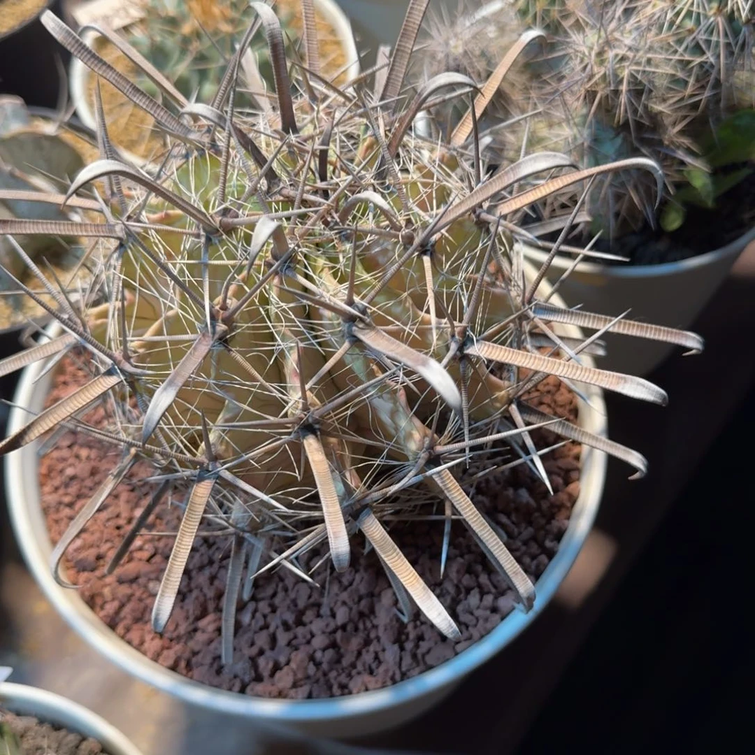 我***帅仙人球一物一拍实生根老球