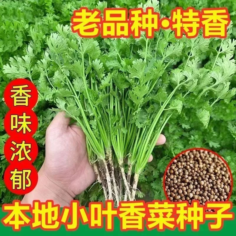 【免破壳】耐寒四季速生高产香菜种子三天出大叶芫荽种籽农家