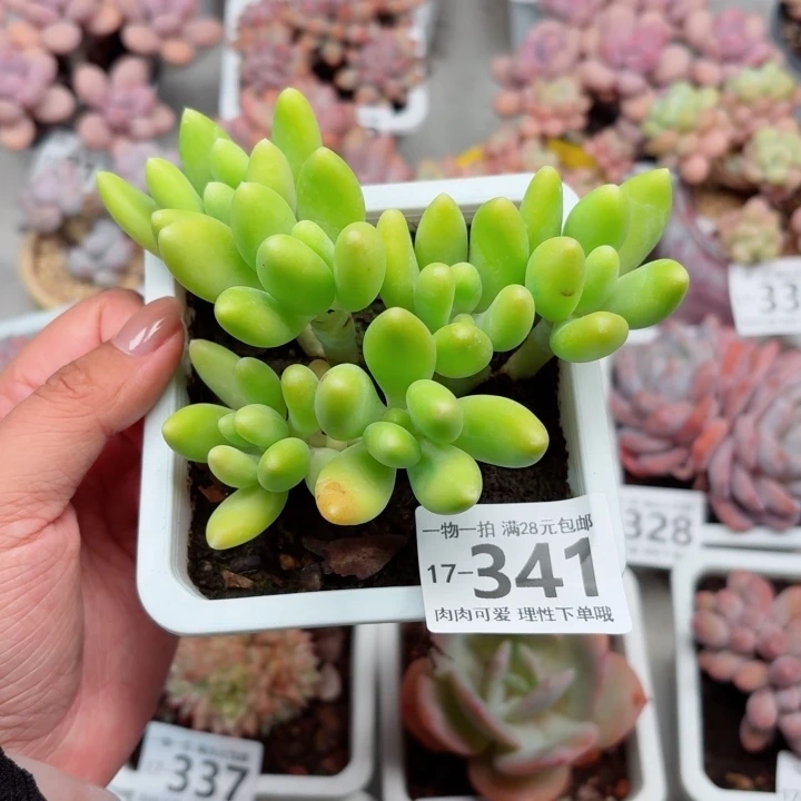 金蝉多肉植物多肉植物