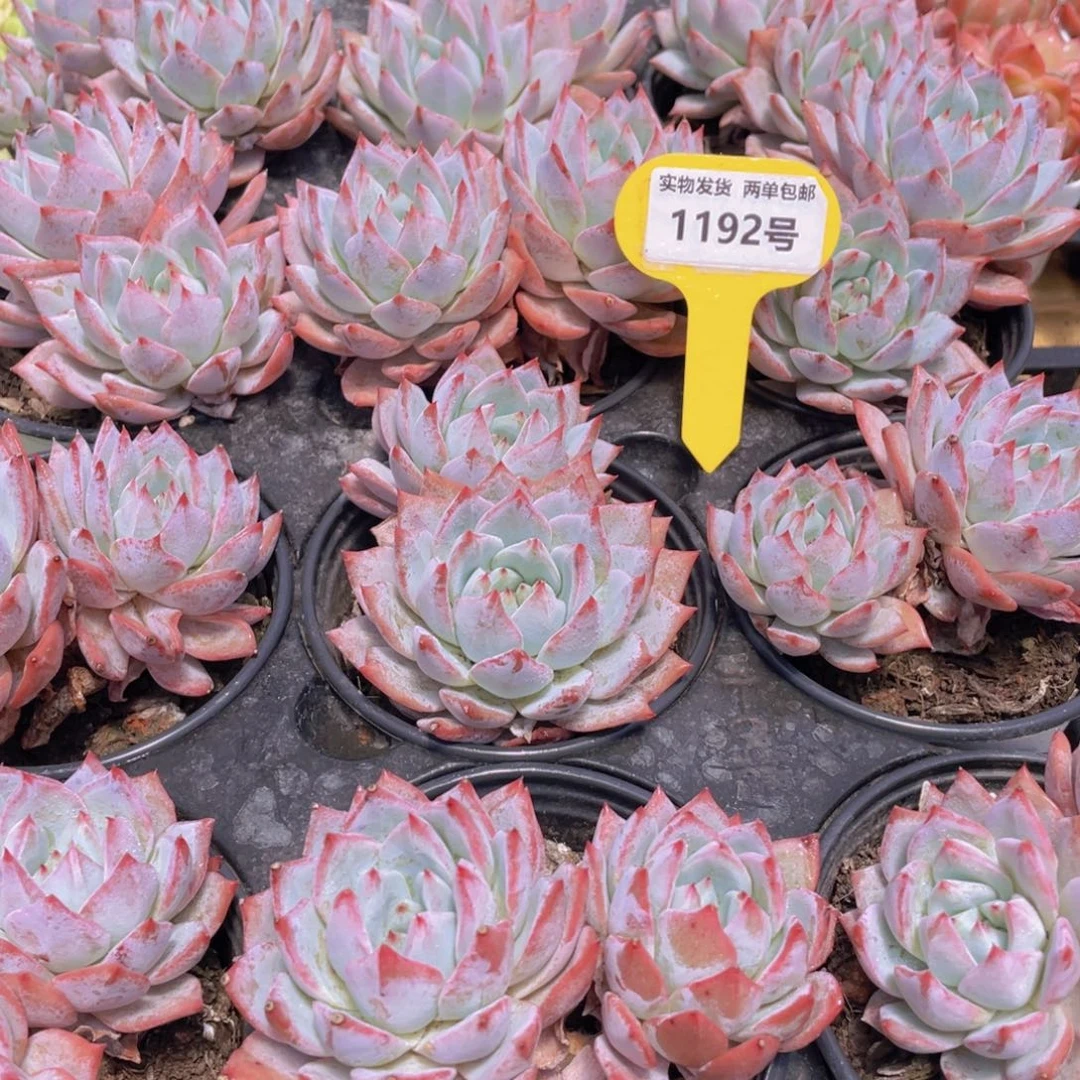 1192号 开播福利韩版粉蓝鸟大双头一个