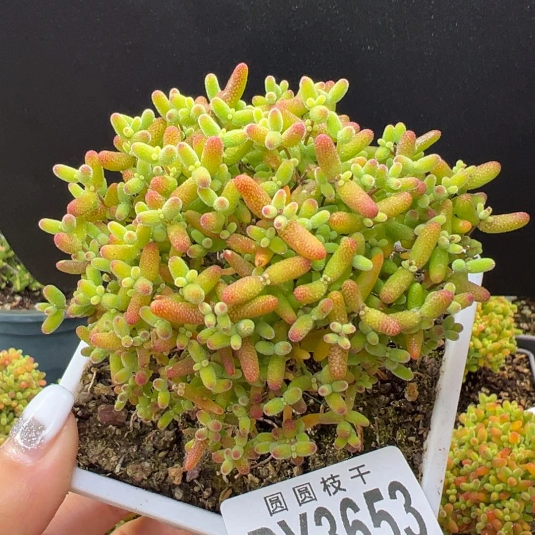 dy3653造型桩蜜橘糖球冠幅8cm