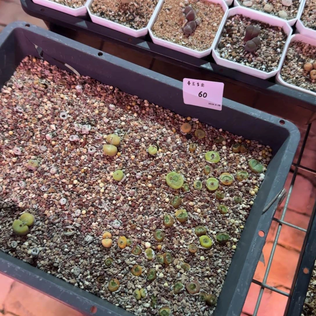 奶*多肉多肉多肉5.28-060