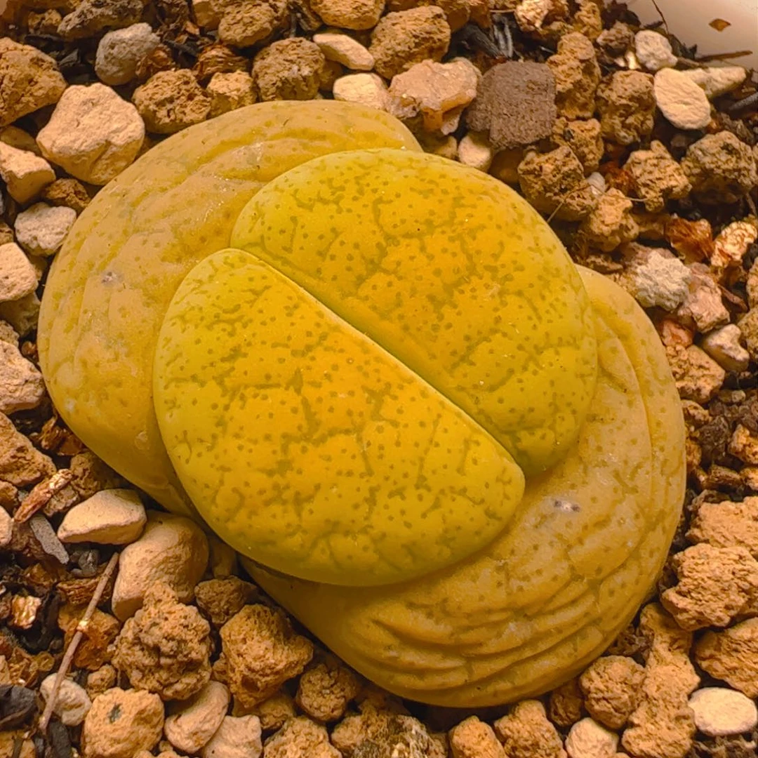 一箭之遥多肉植物百科