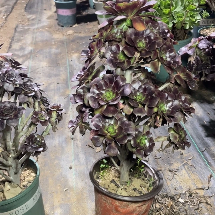 27圆叶黑法师多肉植物