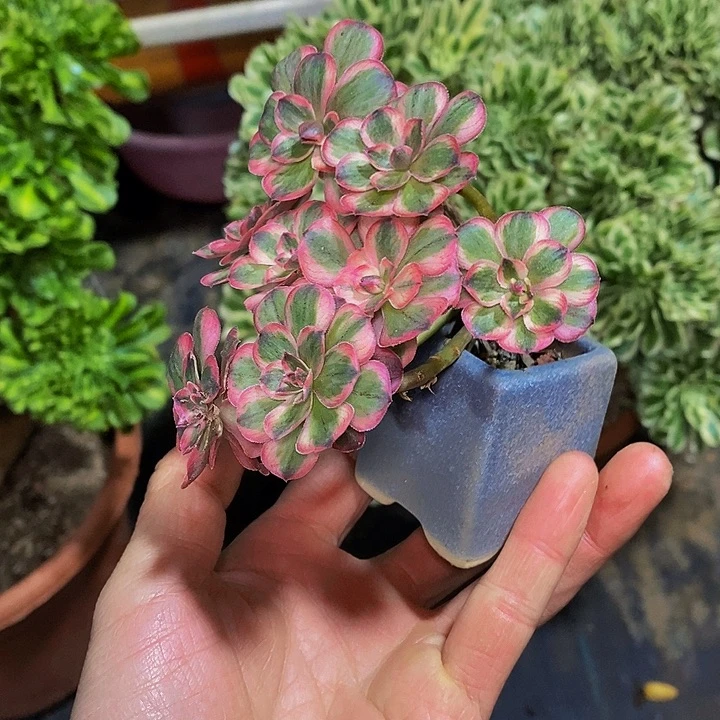 多肉植物纳福法师