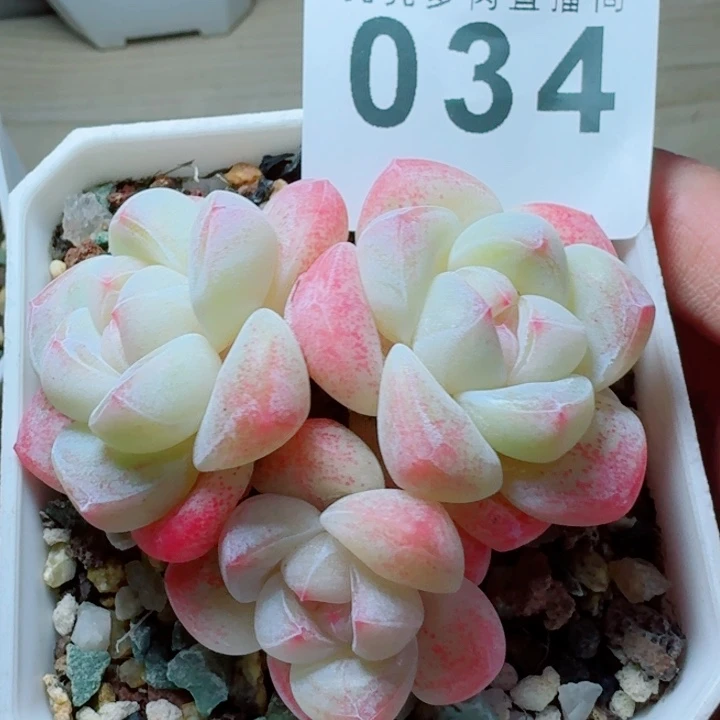 冰玉模特         精控精养多肉植物