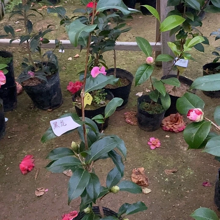 黑龙茶花黑龙茶花