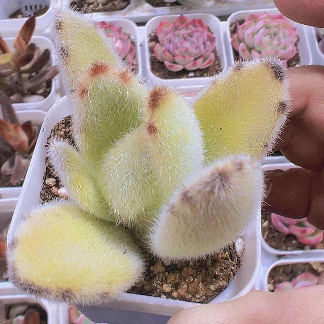 大耳朵兔19包邮多肉