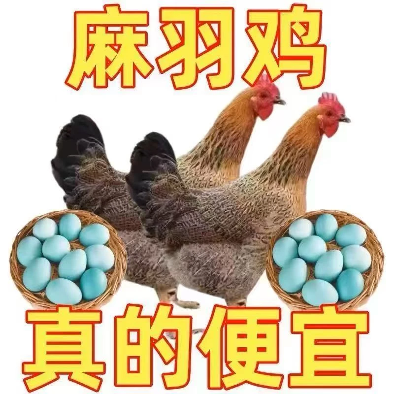 【顺丰】麻羽土鸡笨鸡长尾鸡宠物鸡一斤左右 到手6只  e