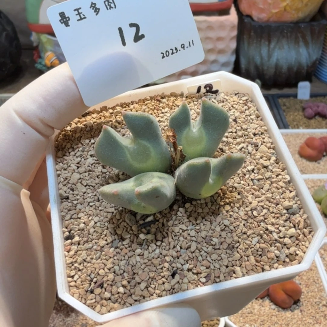 万***筒多肉多肉多肉9.11-012空蝉