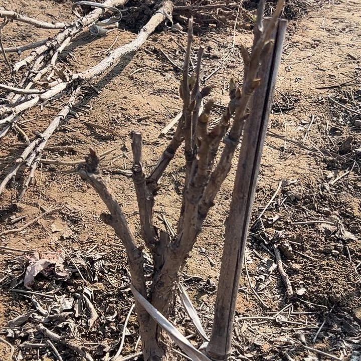 春***客完全开放爱丽丝大颗